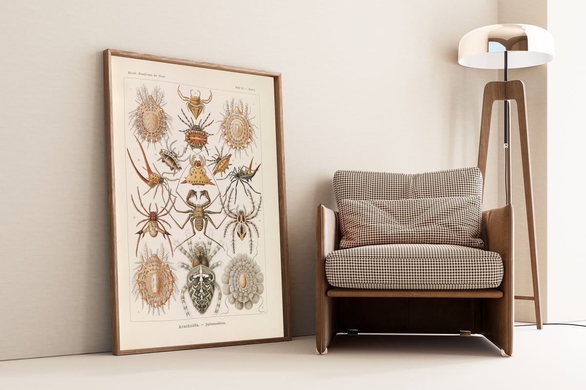 Ernst Haeckel — Kunstformen der Natur, Plate 66: Arachnida | Scientific Illustration Print