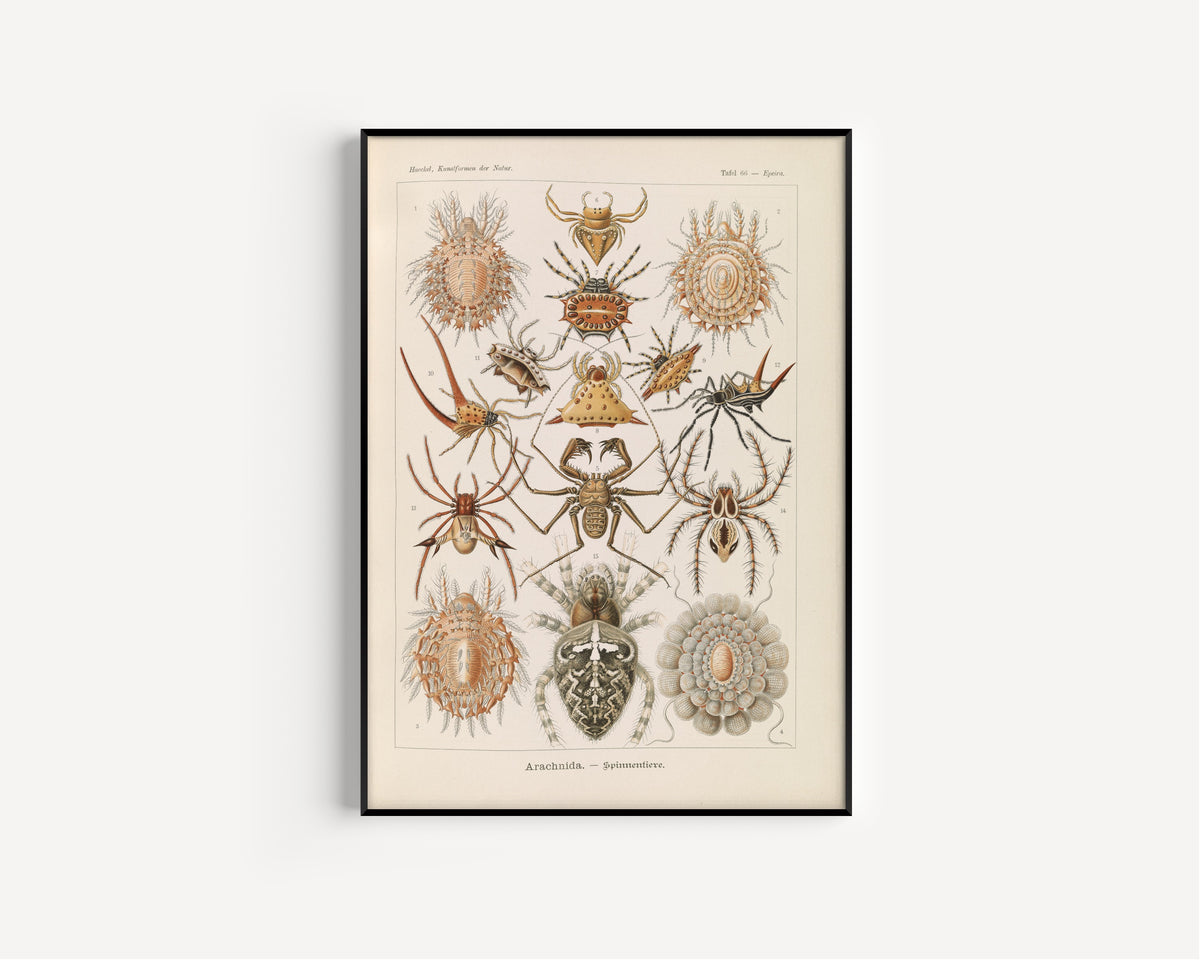 Ernst Haeckel — Kunstformen der Natur, Plate 66: Arachnida | Scientific Illustration Print
