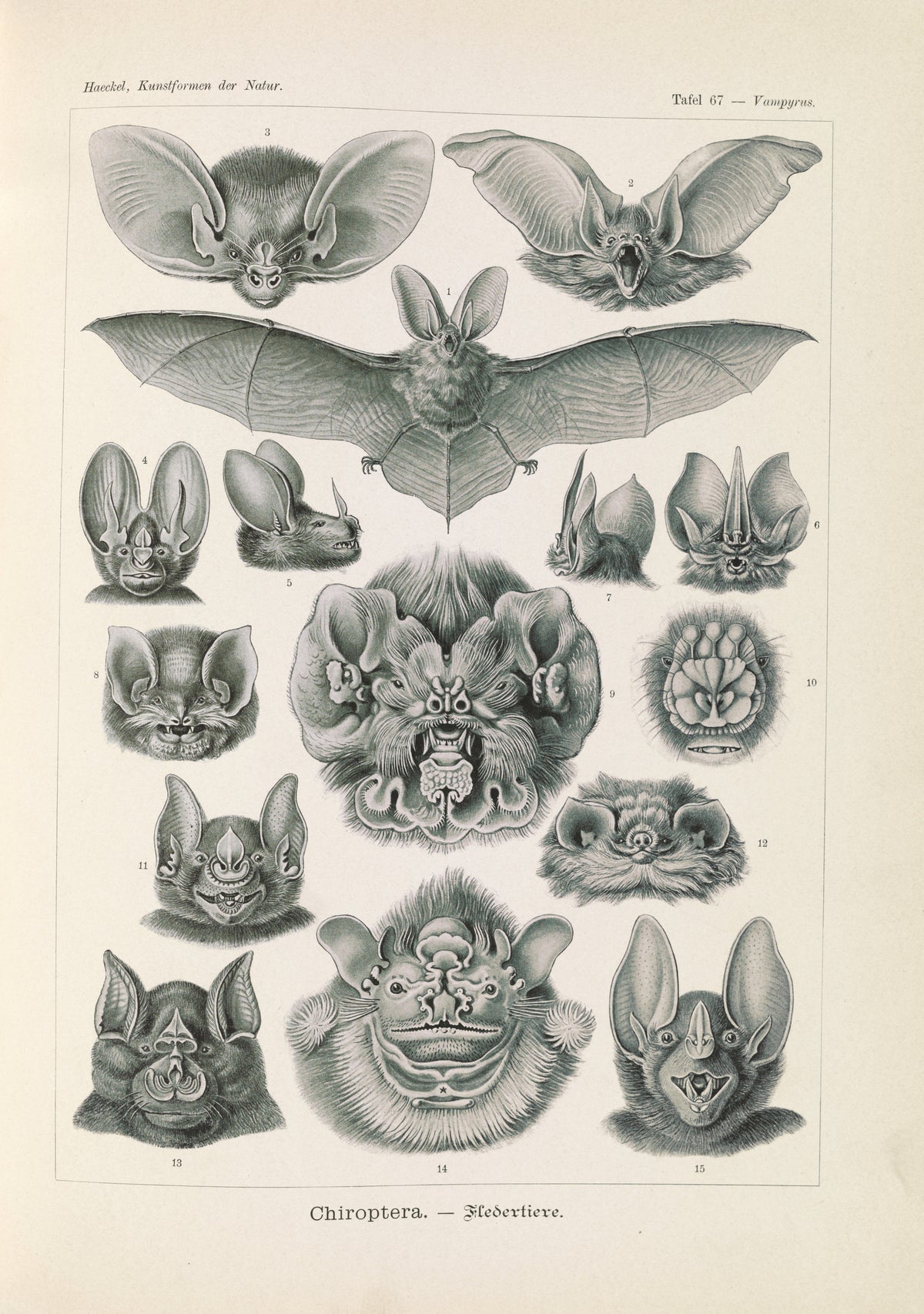 Ernst Haeckel — Kunstformen der Natur, Plate 67: Chiroptera | Scientific Illustration Print