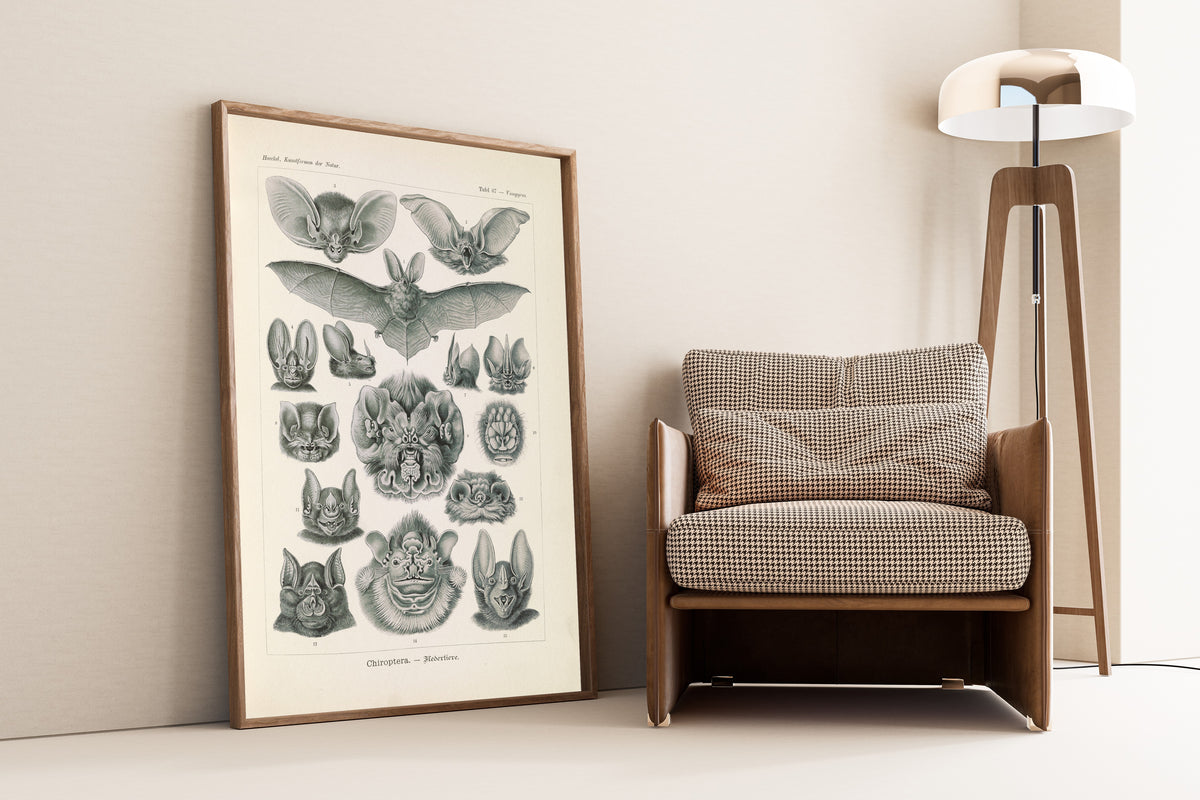 Ernst Haeckel — Kunstformen der Natur, Plate 67: Chiroptera | Scientific Illustration Print