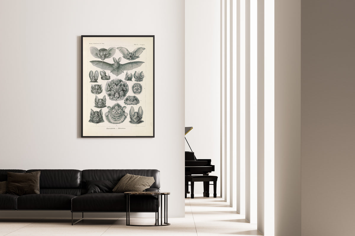 Ernst Haeckel — Kunstformen der Natur, Plate 67: Chiroptera | Scientific Illustration Print