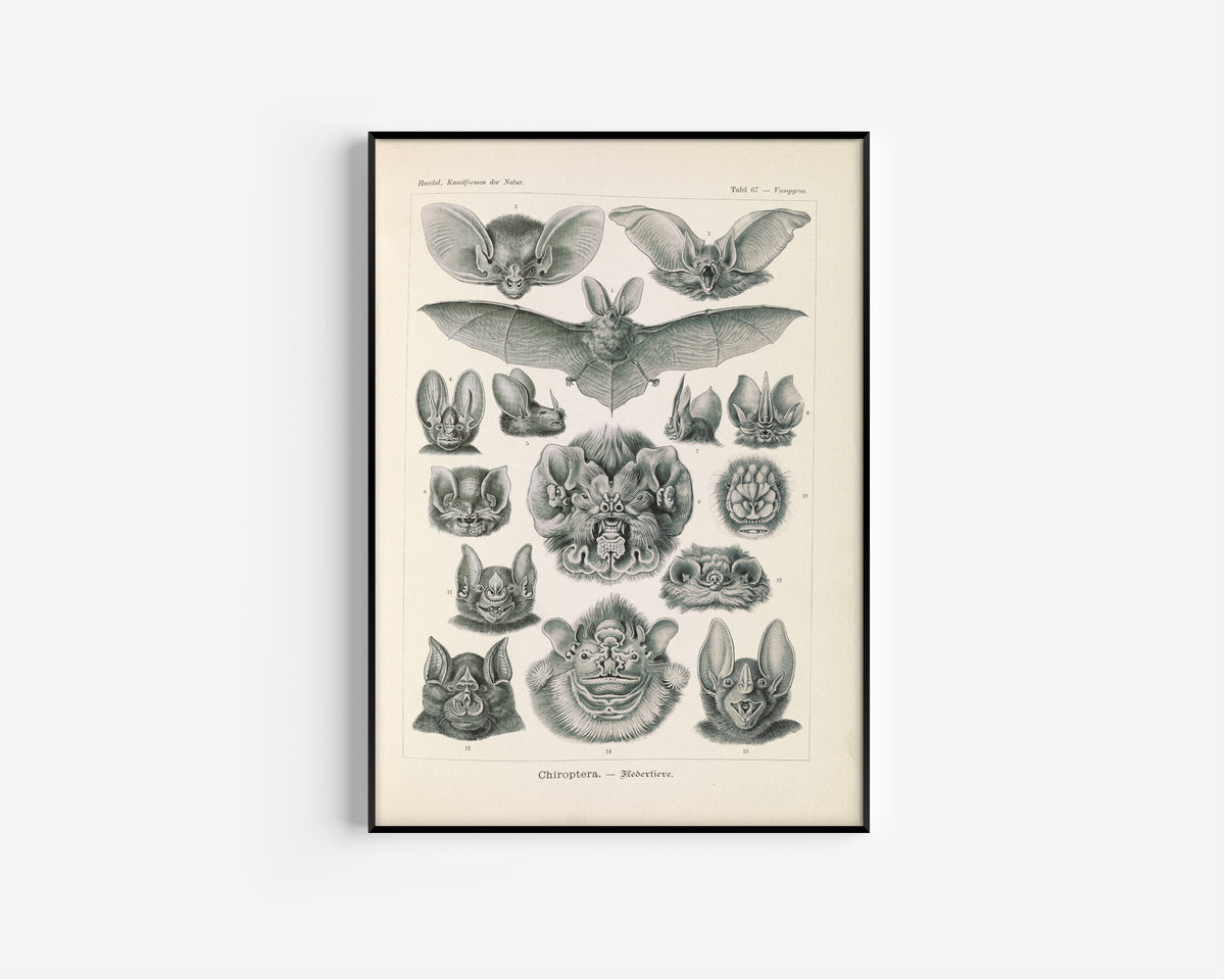 Ernst Haeckel — Kunstformen der Natur, Plate 67: Chiroptera | Scientific Illustration Print