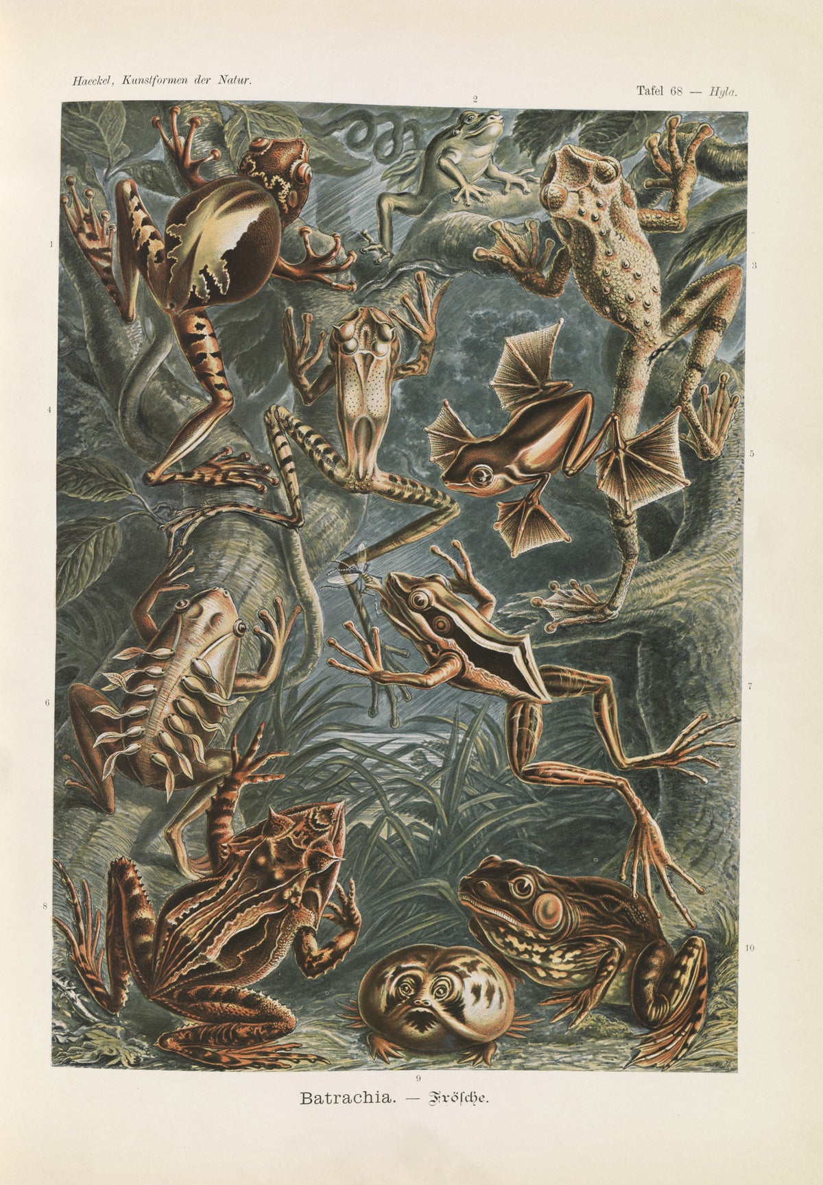 Ernst Haeckel — Kunstformen der Natur, Plate 68: Batrachia | Scientific Illustration Print