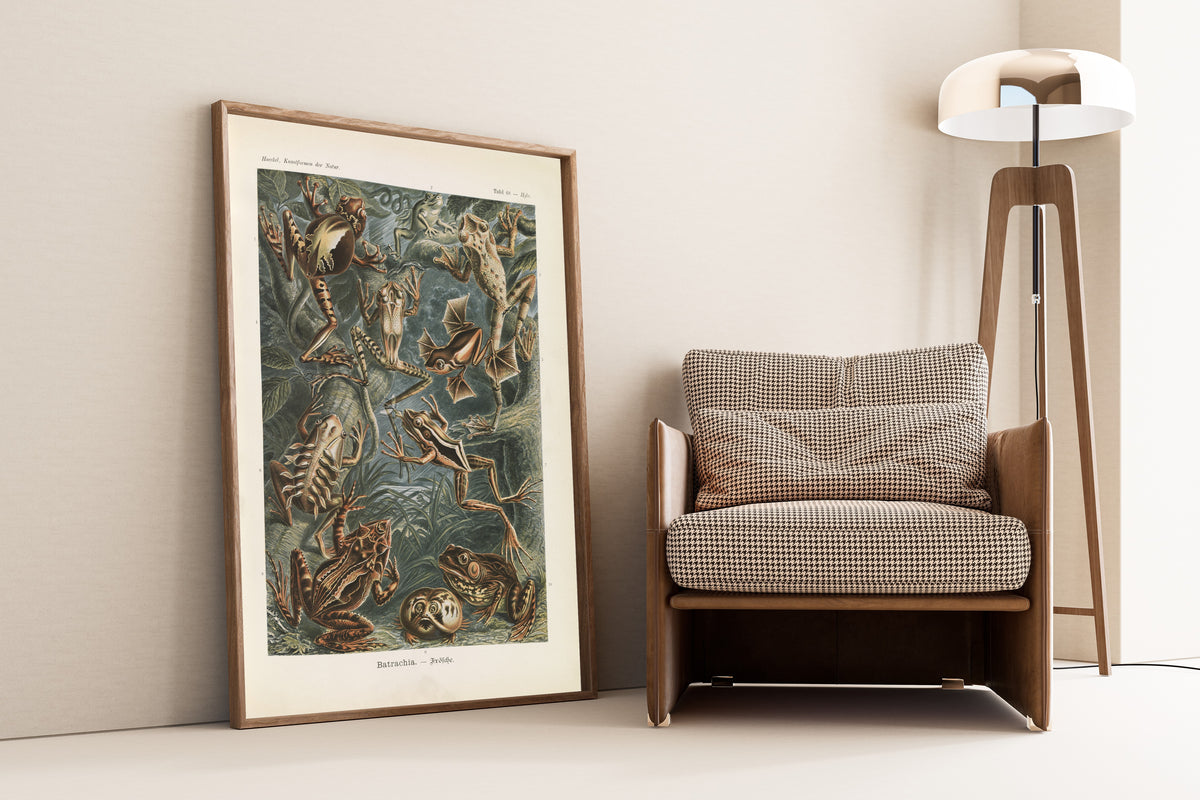 Ernst Haeckel — Kunstformen der Natur, Plate 68: Batrachia | Scientific Illustration Print