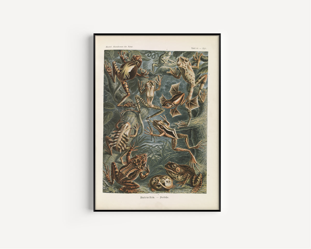 Ernst Haeckel — Kunstformen der Natur, Plate 68: Batrachia | Scientific Illustration Print