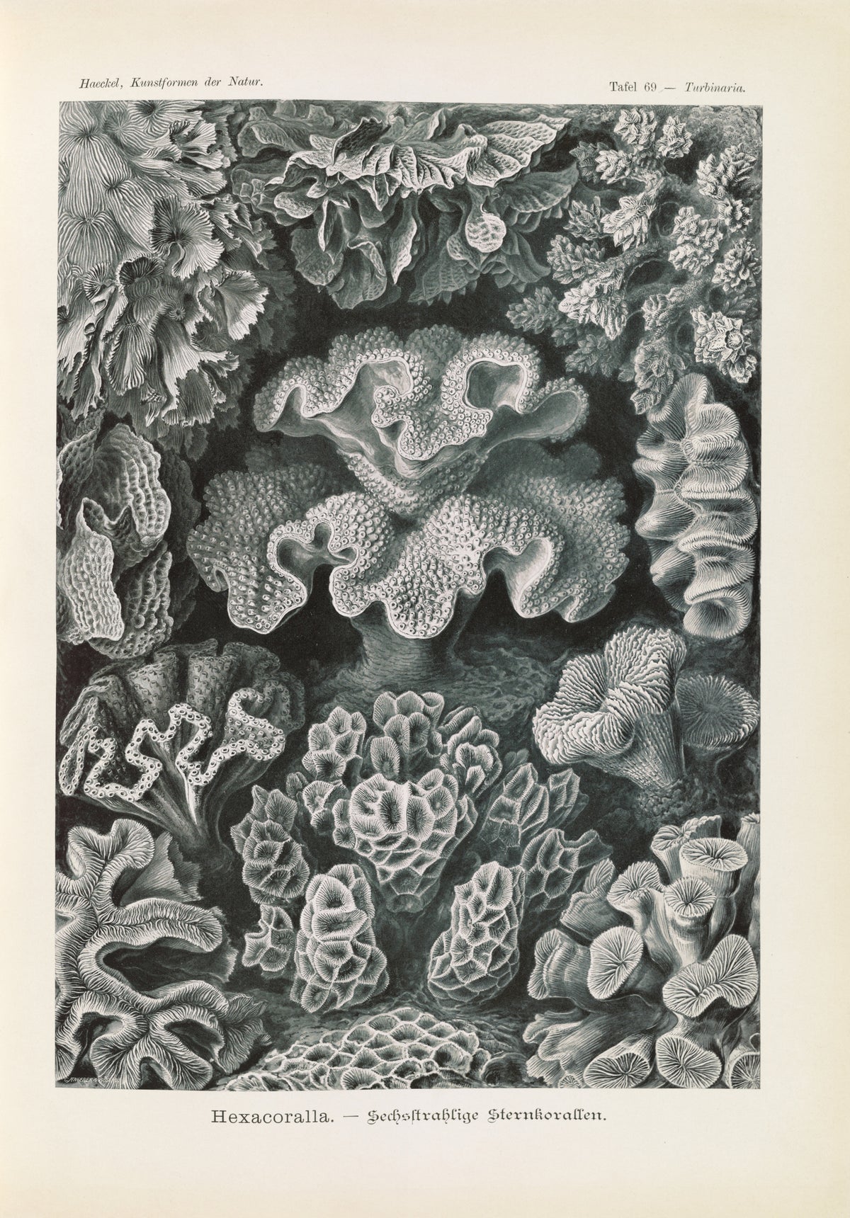 Ernst Haeckel — Kunstformen der Natur, Plate 69: Hexacoralla | Scientific Illustration Print