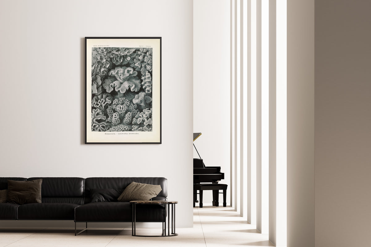 Ernst Haeckel — Kunstformen der Natur, Plate 69: Hexacoralla | Scientific Illustration Print