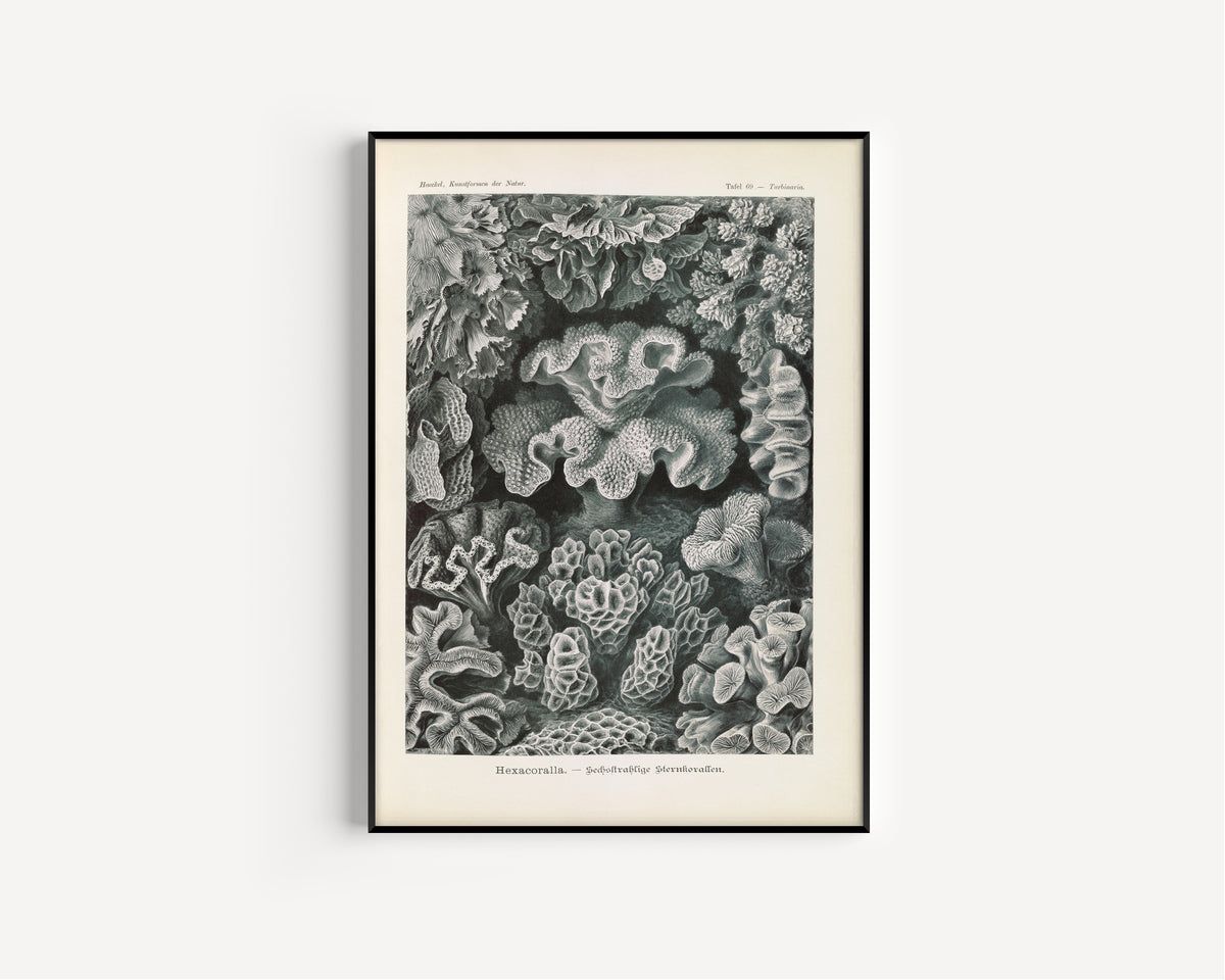 Ernst Haeckel — Kunstformen der Natur, Plate 69: Hexacoralla | Scientific Illustration Print