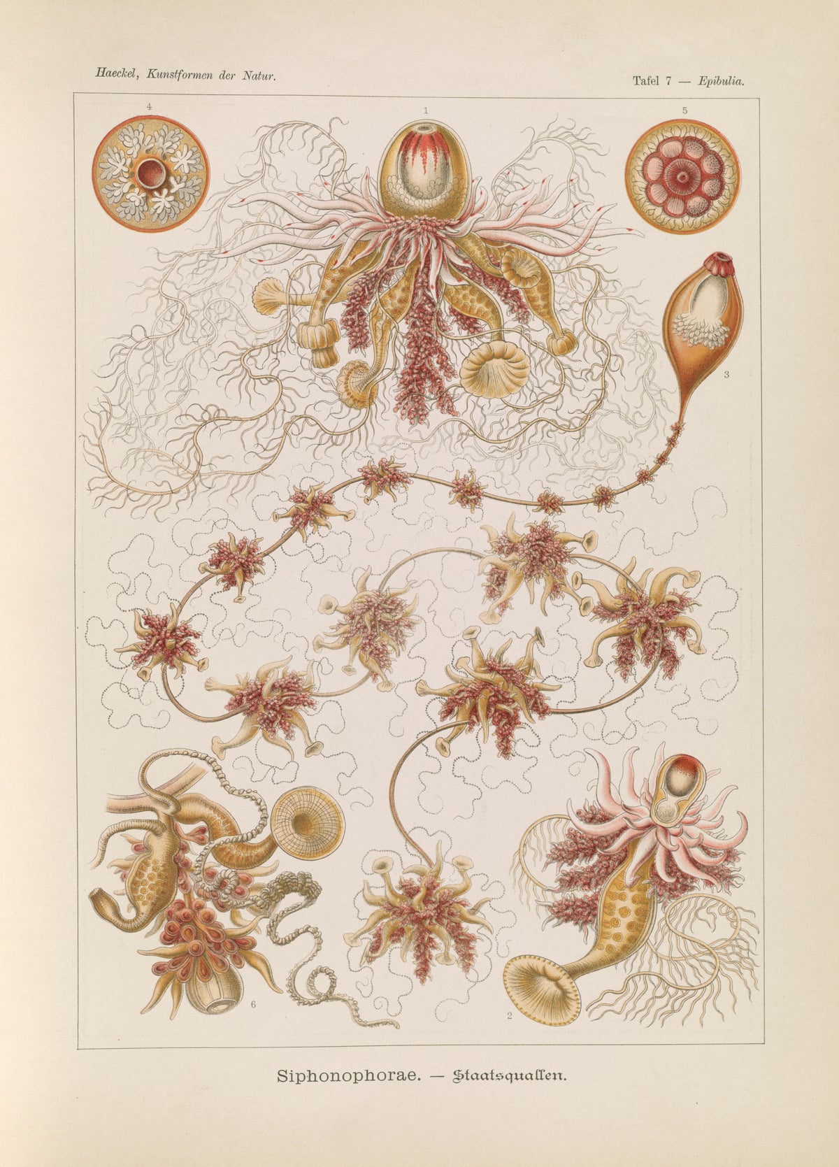 Ernst Haeckel — Kunstformen der Natur, Plate 7: Siphonophorae | Scientific Illustration Print