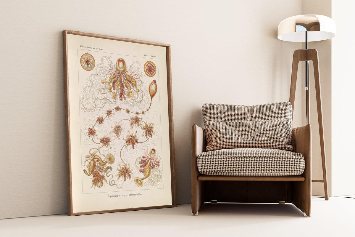 Ernst Haeckel — Kunstformen der Natur, Plate 7: Siphonophorae | Scientific Illustration Print
