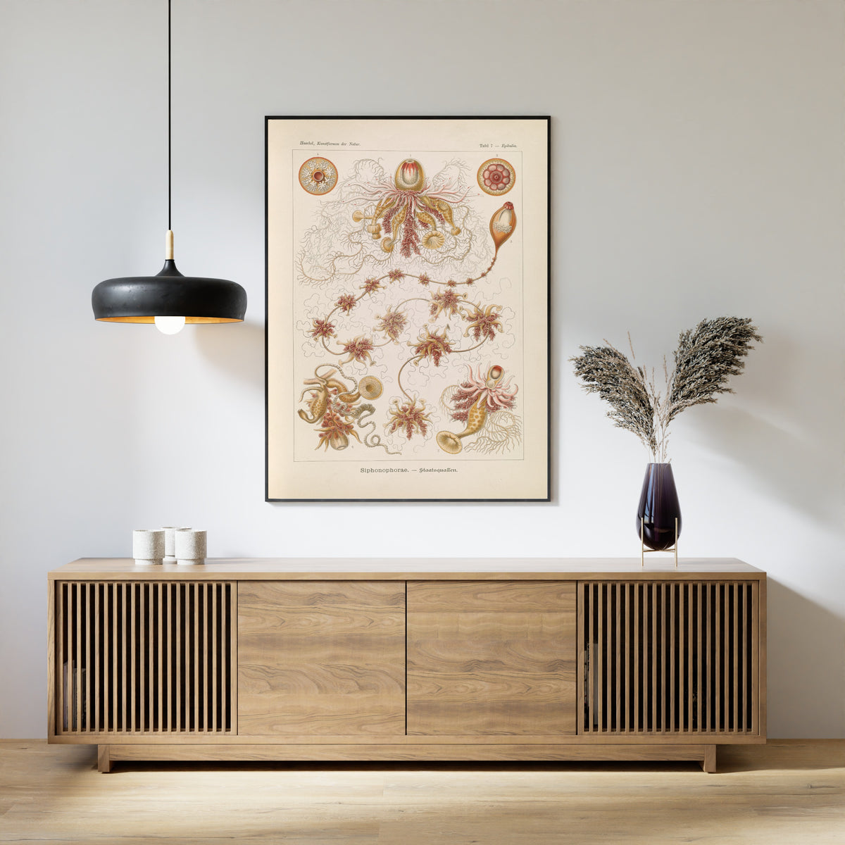 Ernst Haeckel — Kunstformen der Natur, Plate 7: Siphonophorae | Scientific Illustration Print