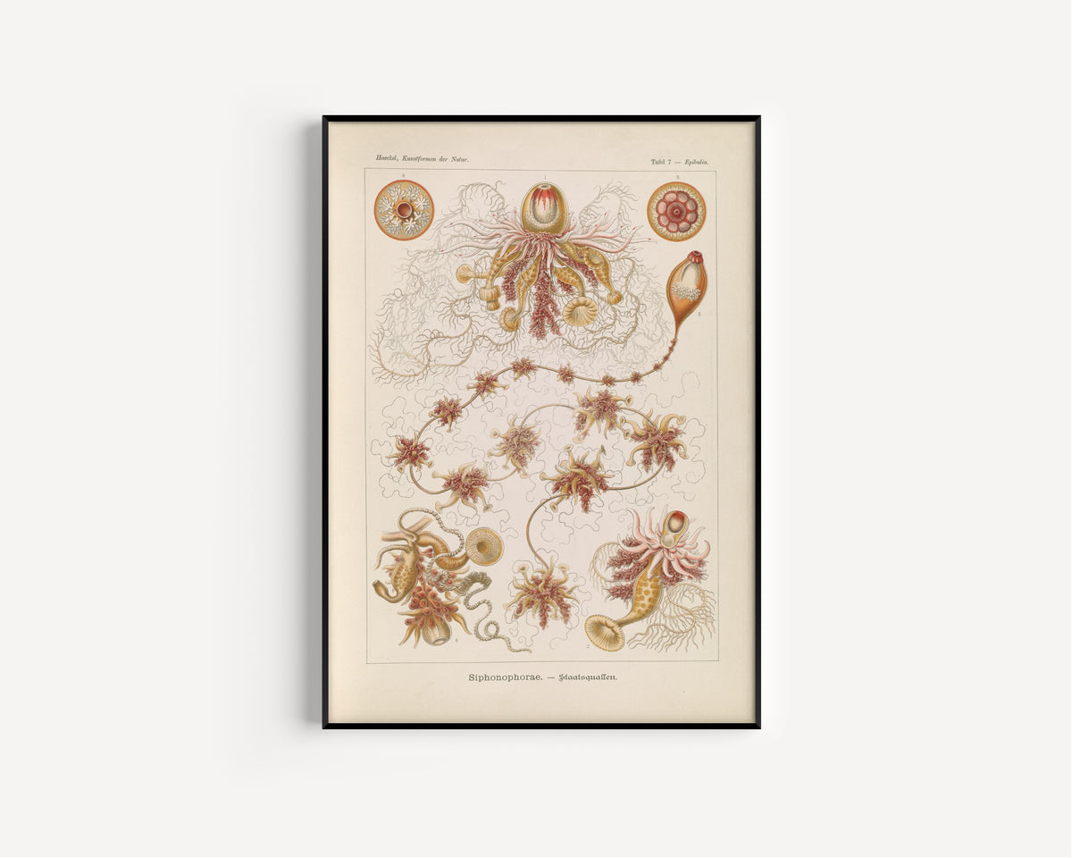 Ernst Haeckel — Kunstformen der Natur, Plate 7: Siphonophorae | Scientific Illustration Print
