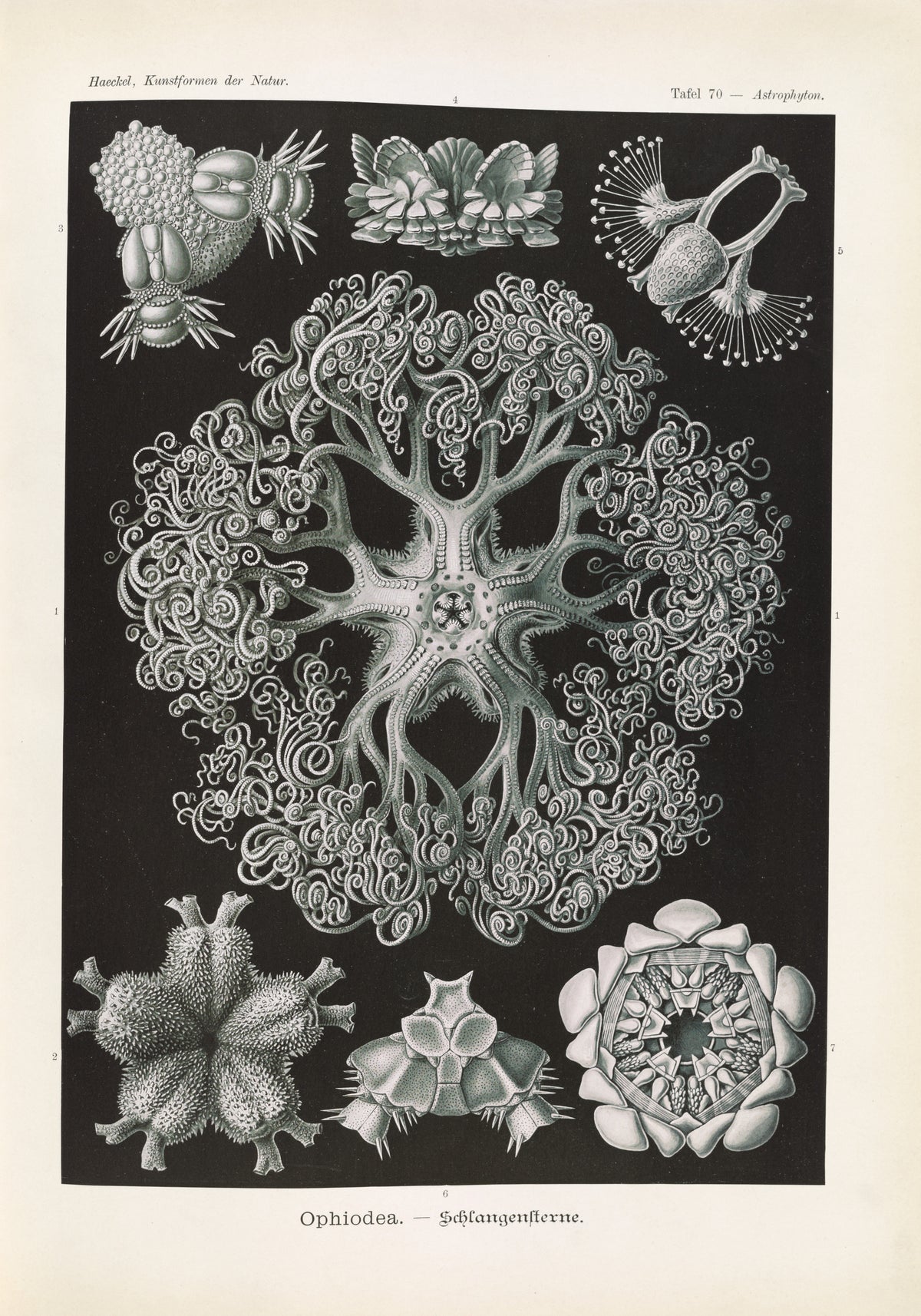 Ernst Haeckel — Kunstformen der Natur, Plate 70: Ophiodea | Scientific Illustration Print