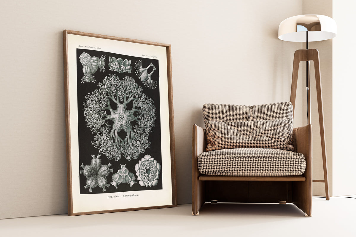 Ernst Haeckel — Kunstformen der Natur, Plate 70: Ophiodea | Scientific Illustration Print