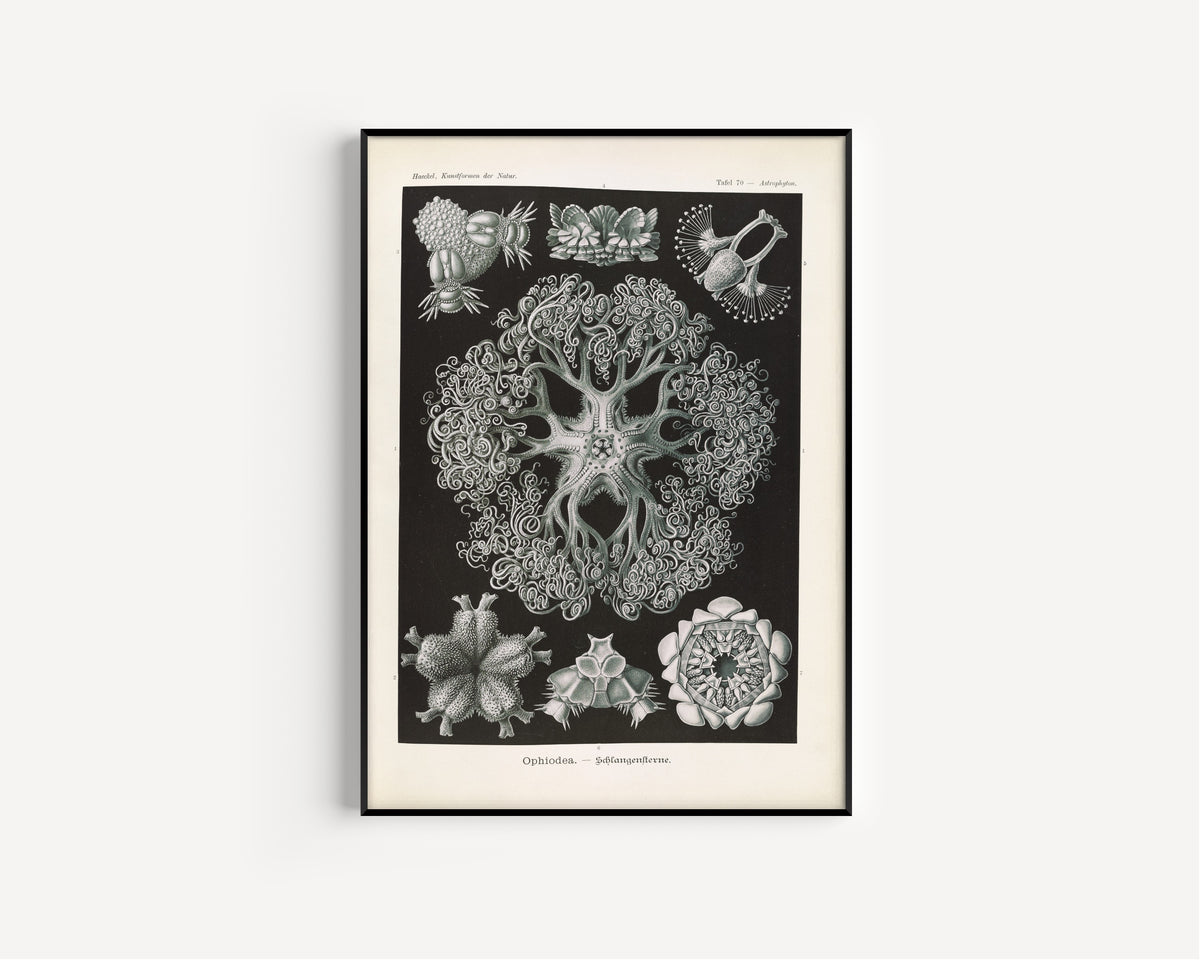 Ernst Haeckel — Kunstformen der Natur, Plate 70: Ophiodea | Scientific Illustration Print