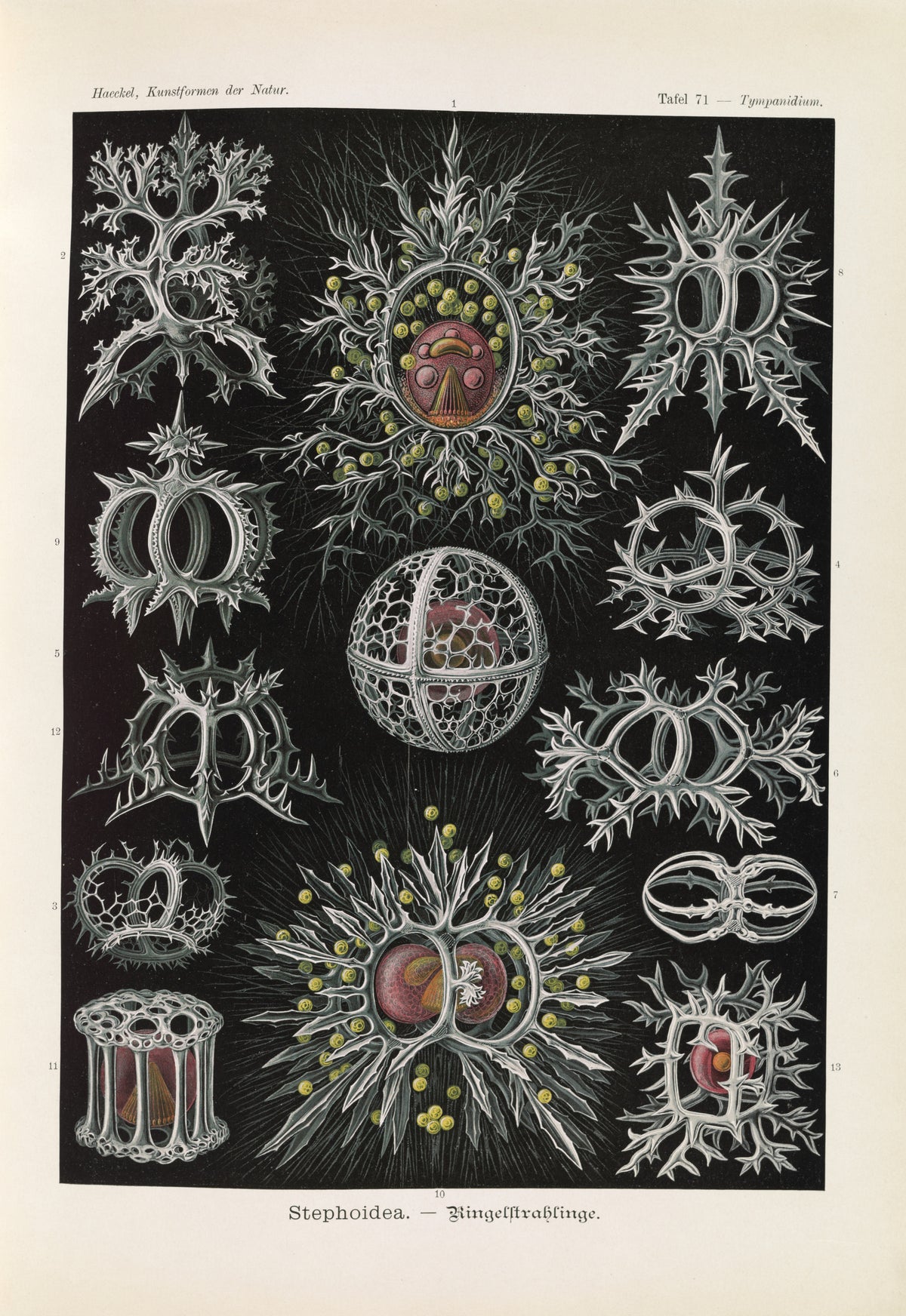 Ernst Haeckel — Kunstformen der Natur, Plate 71: Stephoidea | Scientific Illustration Print