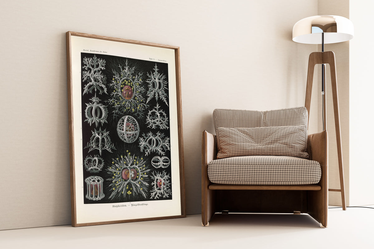 Ernst Haeckel — Kunstformen der Natur, Plate 71: Stephoidea | Scientific Illustration Print
