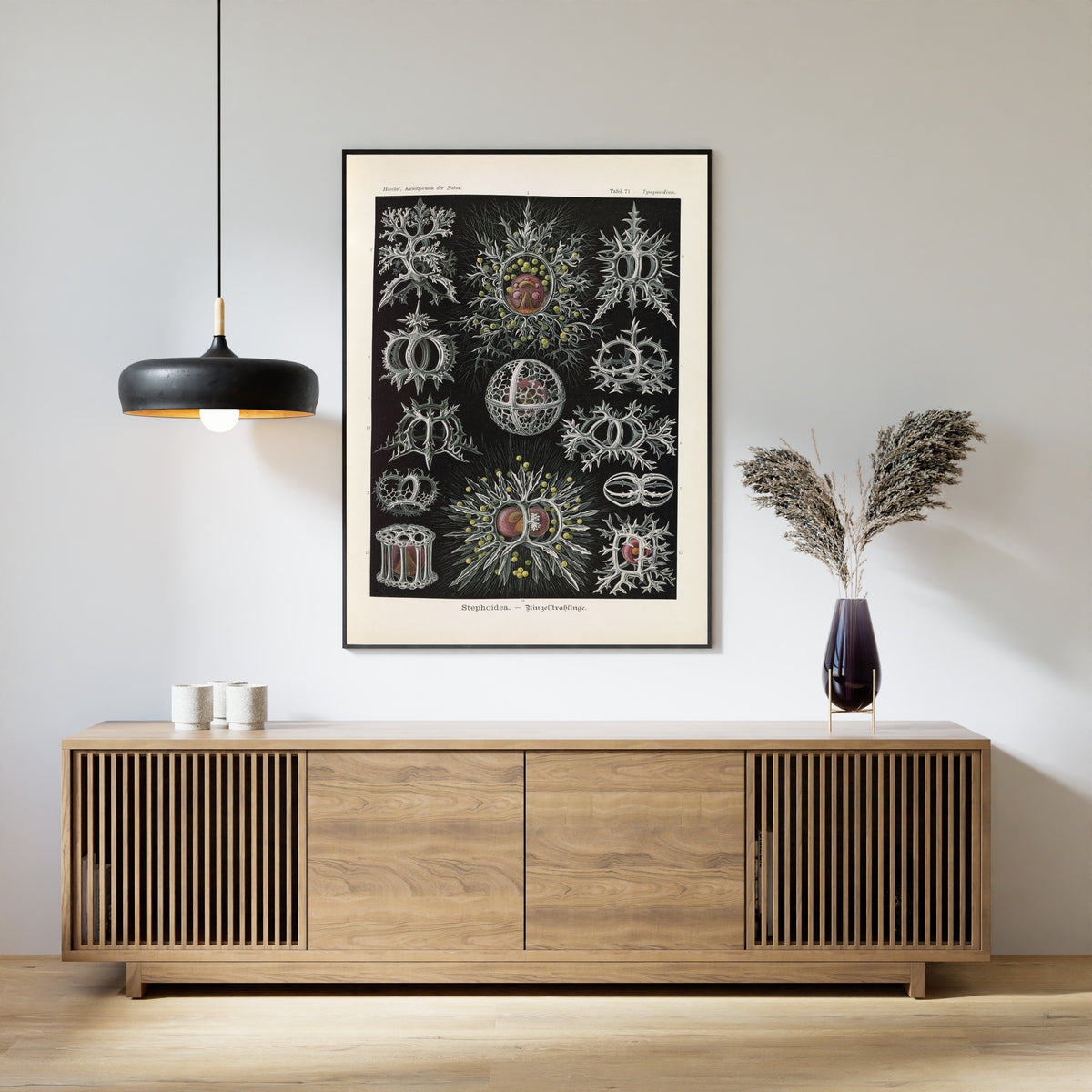 Ernst Haeckel — Kunstformen der Natur, Plate 71: Stephoidea | Scientific Illustration Print
