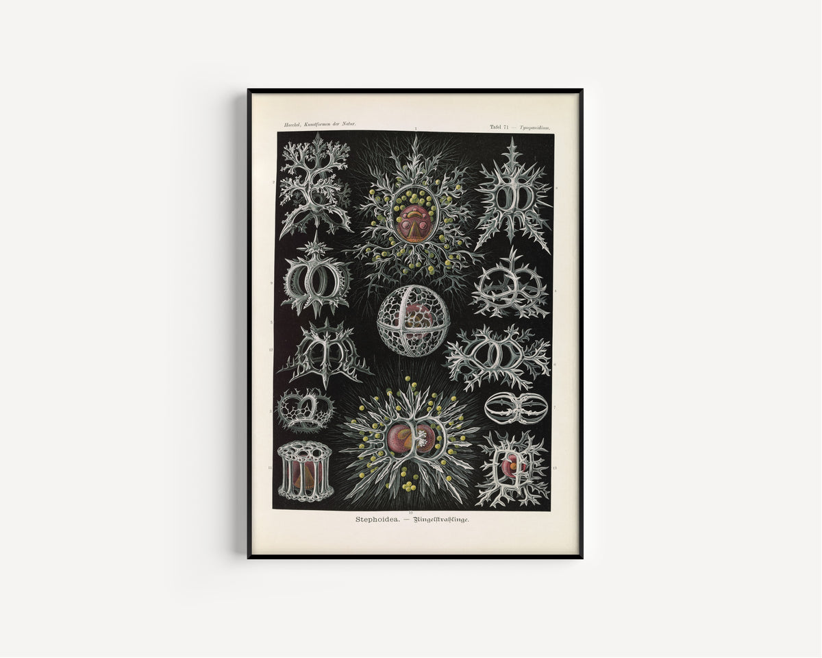 Ernst Haeckel — Kunstformen der Natur, Plate 71: Stephoidea | Scientific Illustration Print