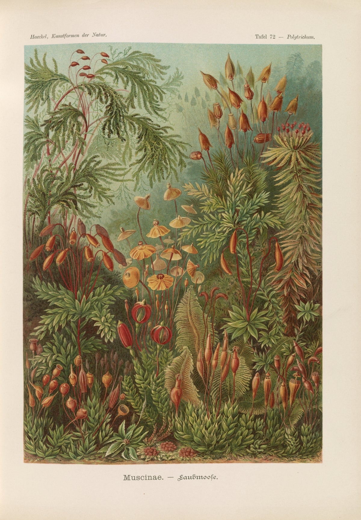 Ernst Haeckel — Kunstformen der Natur, Plate 72: Muscinae | Scientific Illustration Print