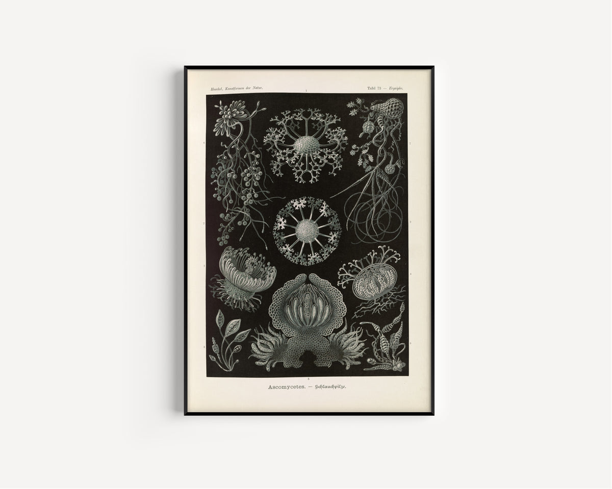 Ernst Haeckel — Kunstformen der Natur, Plate 73: Ascomycetes | Scientific Illustration Print