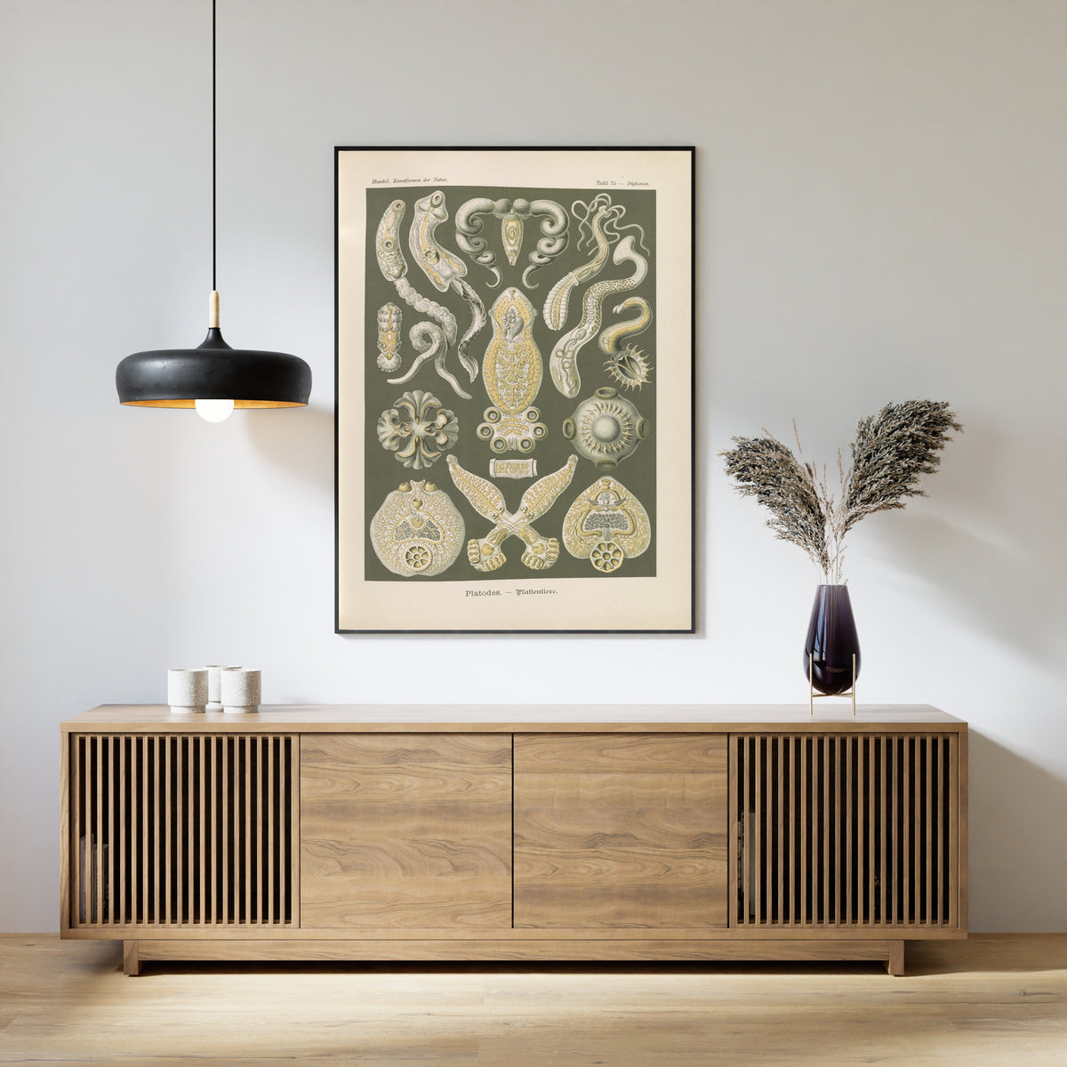 Ernst Haeckel — Kunstformen der Natur, Plate 75: Platodes | Scientific Illustration Print