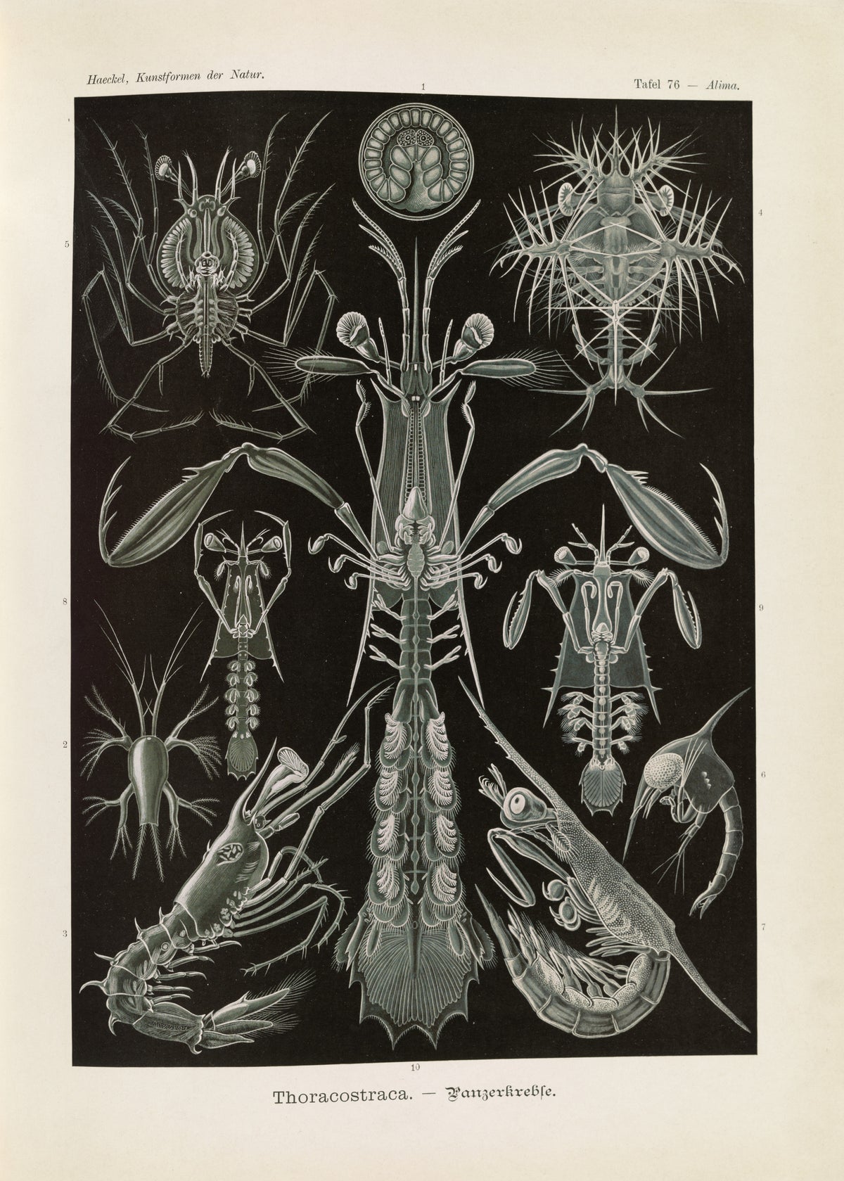 Ernst Haeckel — Kunstformen der Natur, Plate 76: Thoracostraca | Scientific Illustration Print