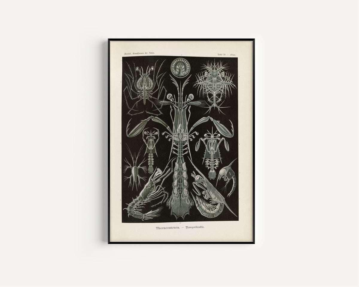 Ernst Haeckel — Kunstformen der Natur, Plate 76: Thoracostraca | Scientific Illustration Print