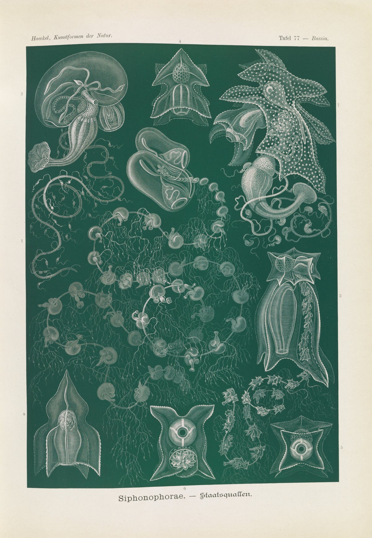 Ernst Haeckel — Kunstformen der Natur, Plate 77: Siphonophorae | Scientific Illustration Print