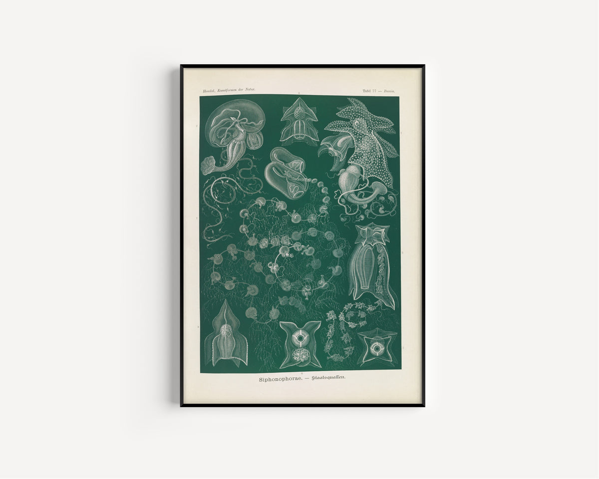 Ernst Haeckel — Kunstformen der Natur, Plate 77: Siphonophorae | Scientific Illustration Print