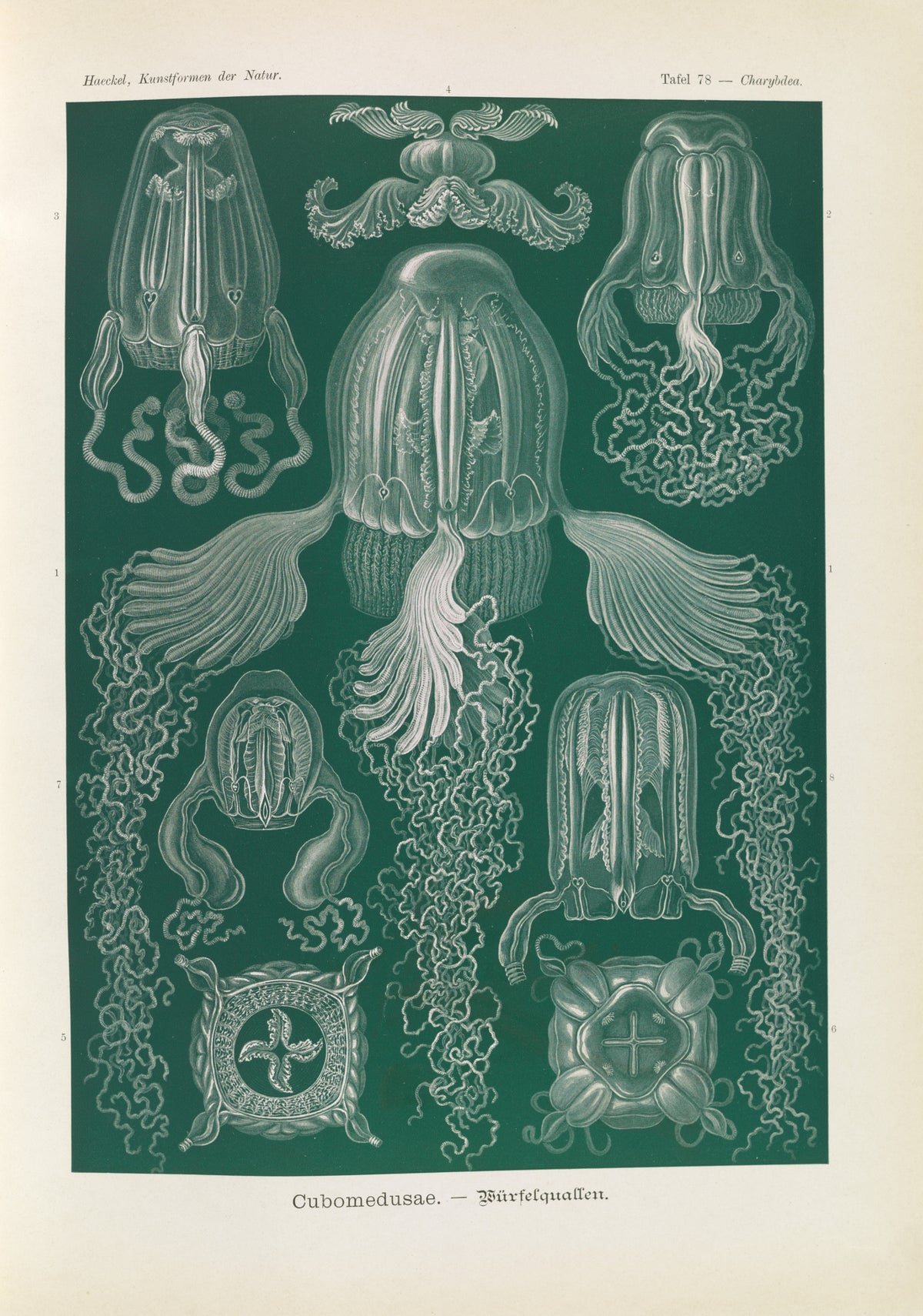 Ernst Haeckel — Kunstformen der Natur, Plate 78: Cubomedusae | Scientific Illustration Print