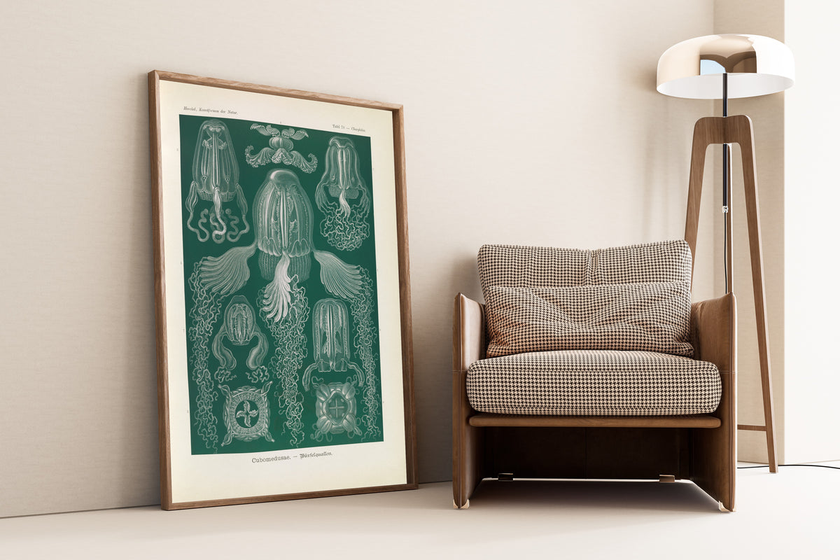 Ernst Haeckel — Kunstformen der Natur, Plate 78: Cubomedusae | Scientific Illustration Print
