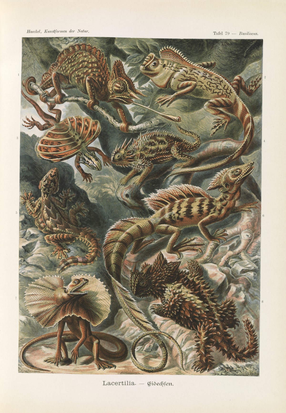 Ernst Haeckel — Kunstformen der Natur, Plate 79: Lacertilia | Scientific Illustration Print