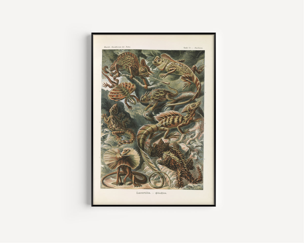 Ernst Haeckel — Kunstformen der Natur, Plate 79: Lacertilia | Scientific Illustration Print