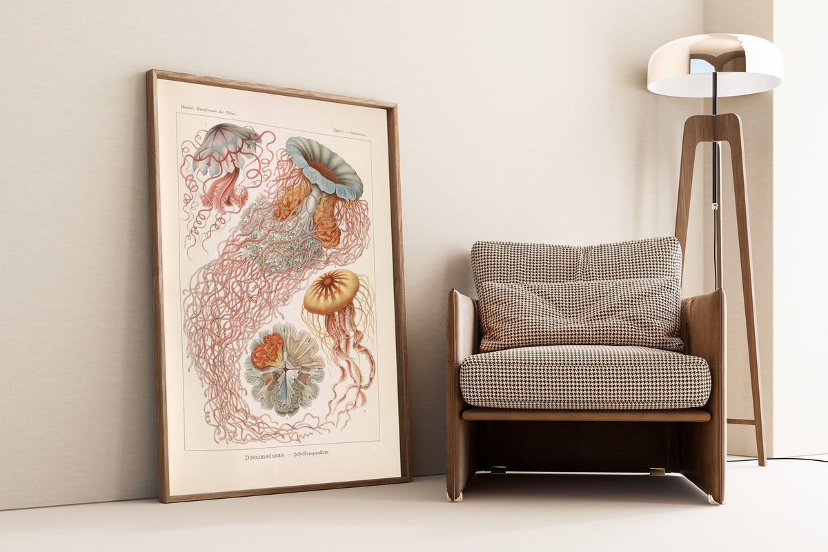 Ernst Haeckel — Kunstformen der Natur, Plate 8: Discomedusae | Scientific Illustration Print