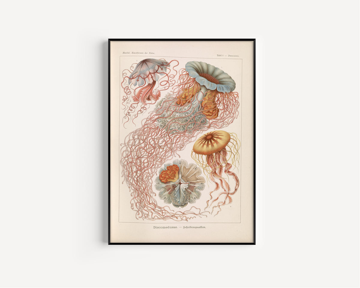Ernst Haeckel — Kunstformen der Natur, Plate 8: Discomedusae | Scientific Illustration Print