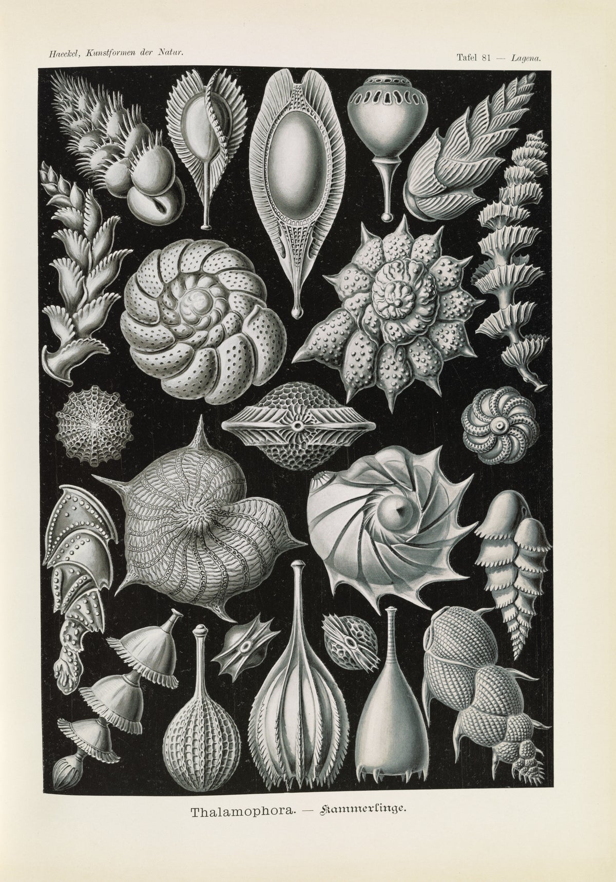 Ernst Haeckel — Kunstformen der Natur, Plate 81: Thalamophora | Scientific Illustration Print