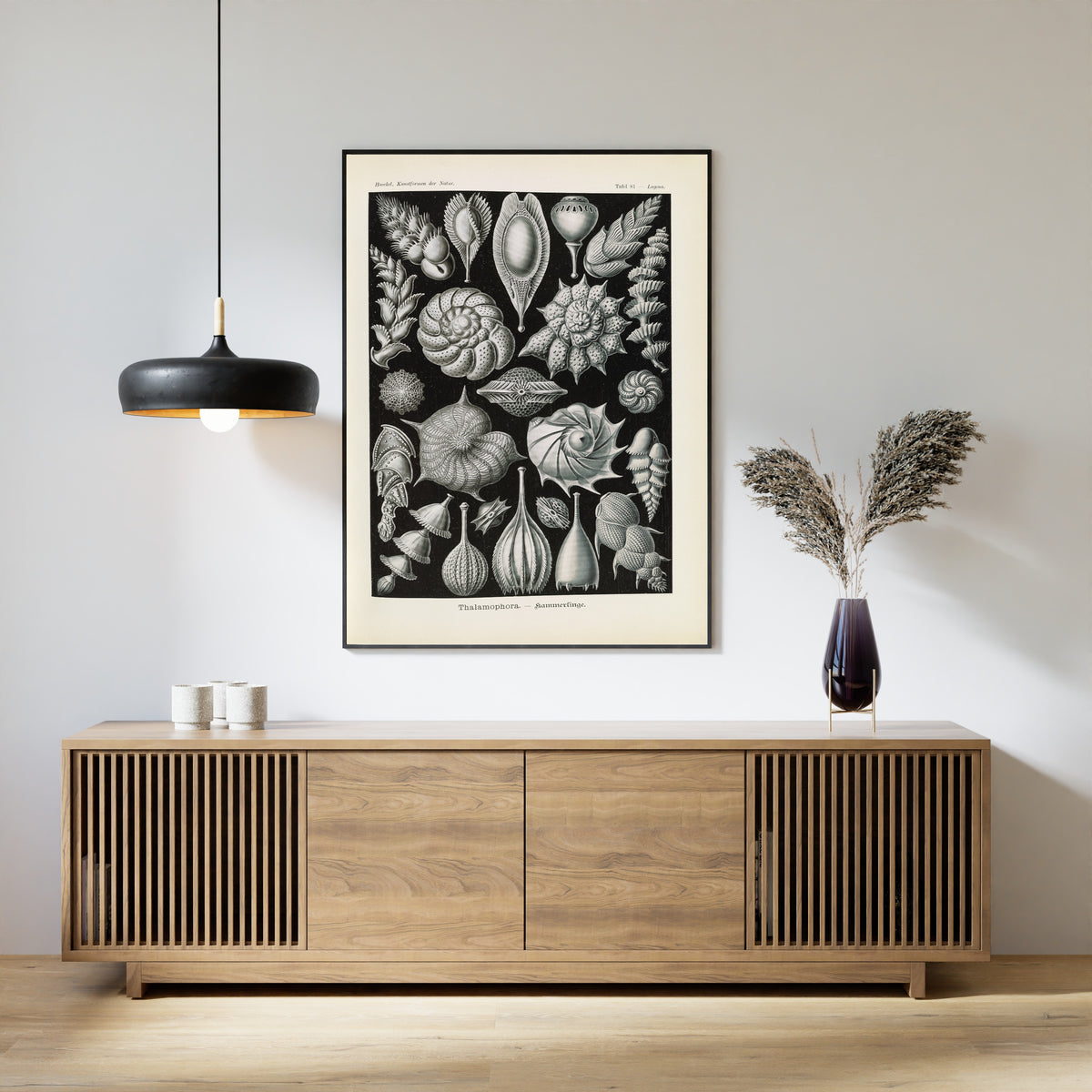 Ernst Haeckel — Kunstformen der Natur, Plate 81: Thalamophora | Scientific Illustration Print