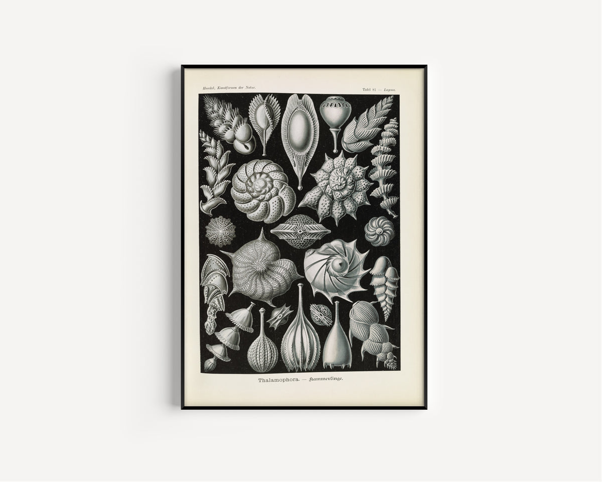 Ernst Haeckel — Kunstformen der Natur, Plate 81: Thalamophora | Scientific Illustration Print