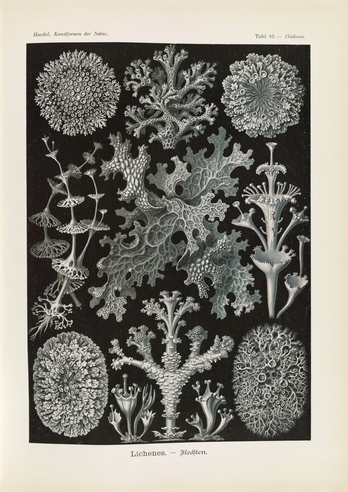 Ernst Haeckel — Kunstformen der Natur, Plate 83: Lichenes | Scientific Illustration Print