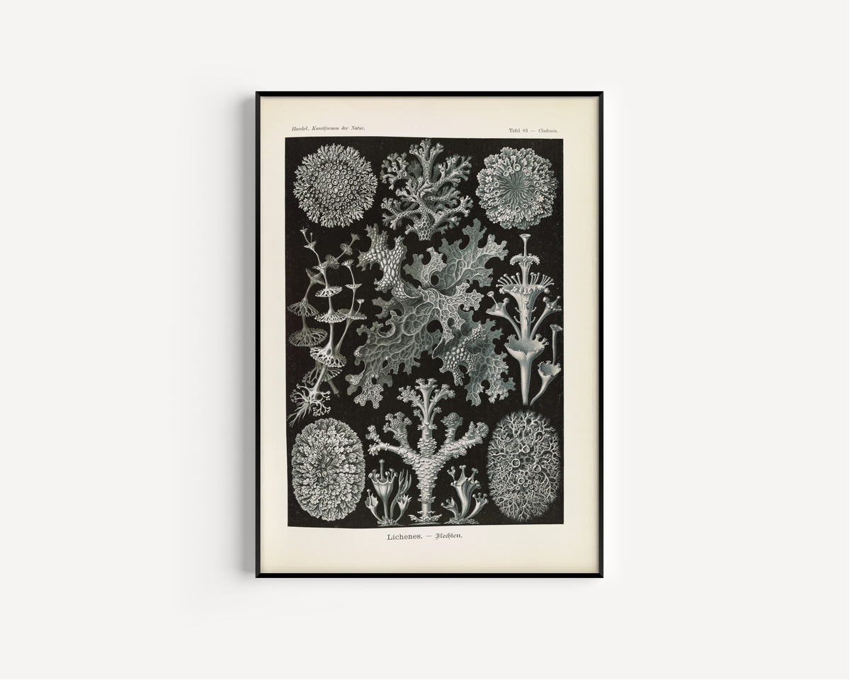 Ernst Haeckel — Kunstformen der Natur, Plate 83: Lichenes | Scientific Illustration Print