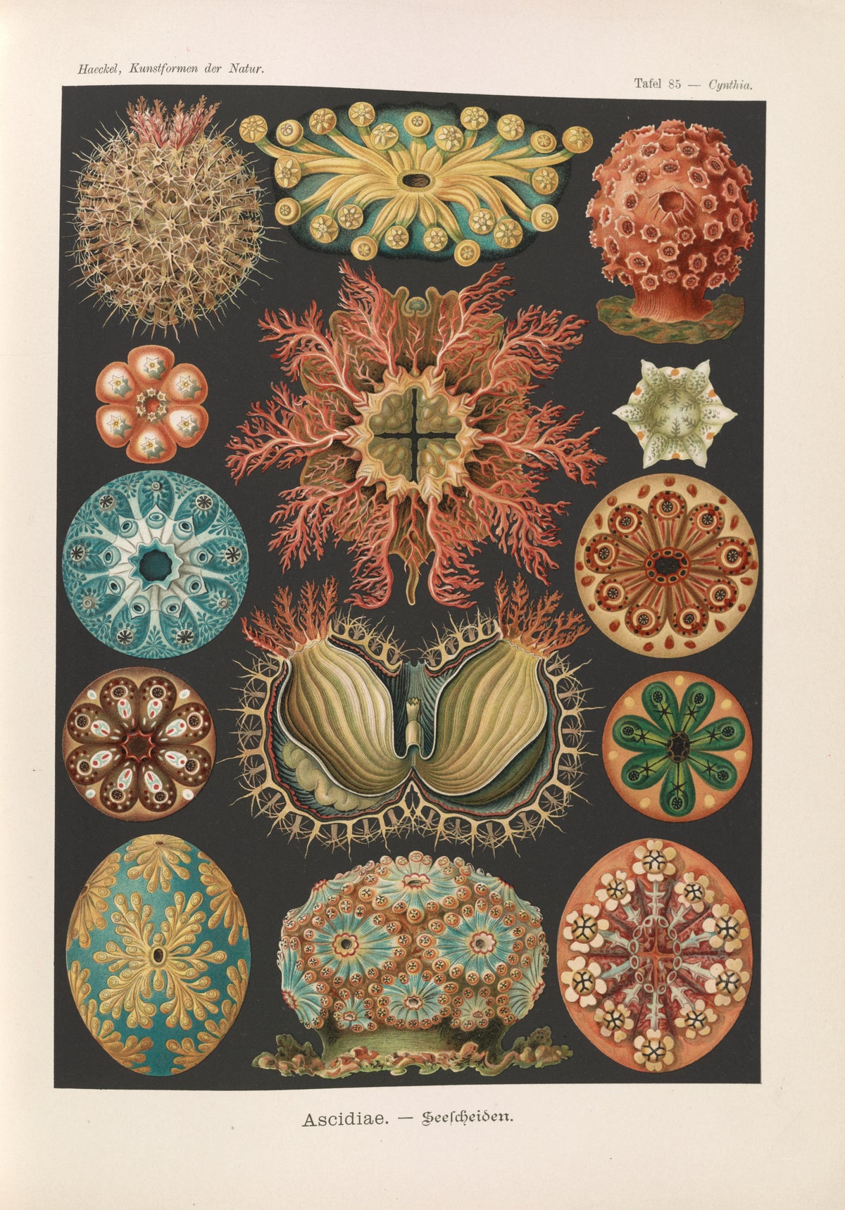 Ernst Haeckel — Kunstformen der Natur, Plate 85: Ascidiae | Scientific Illustration Print