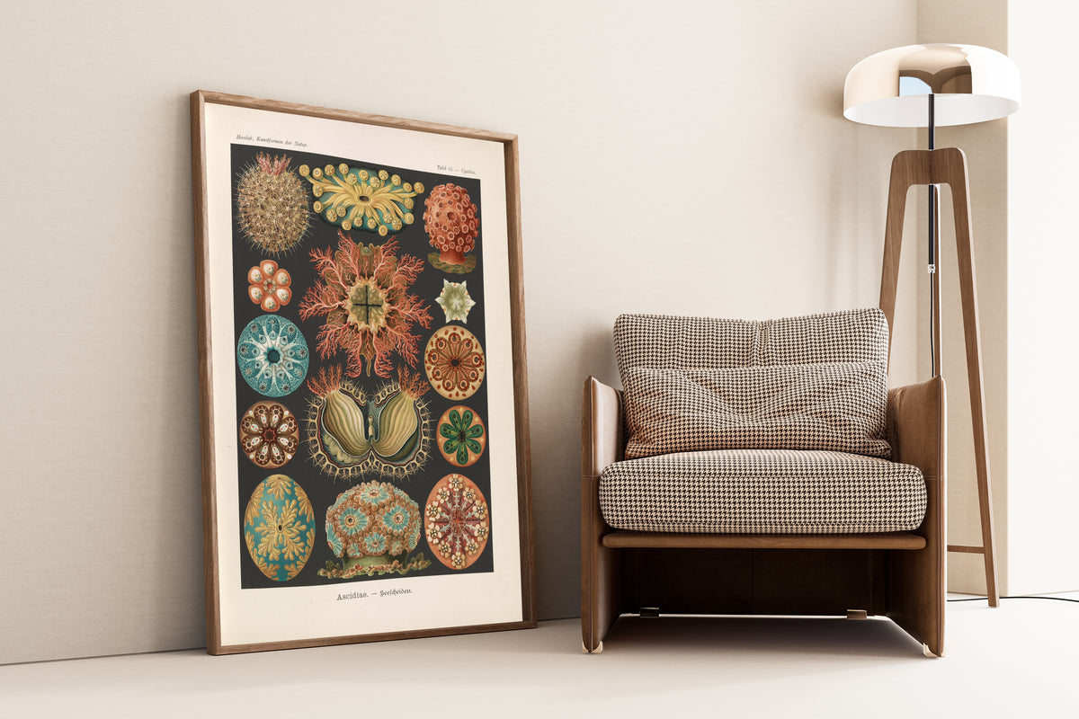 Ernst Haeckel — Kunstformen der Natur, Plate 85: Ascidiae | Scientific Illustration Print