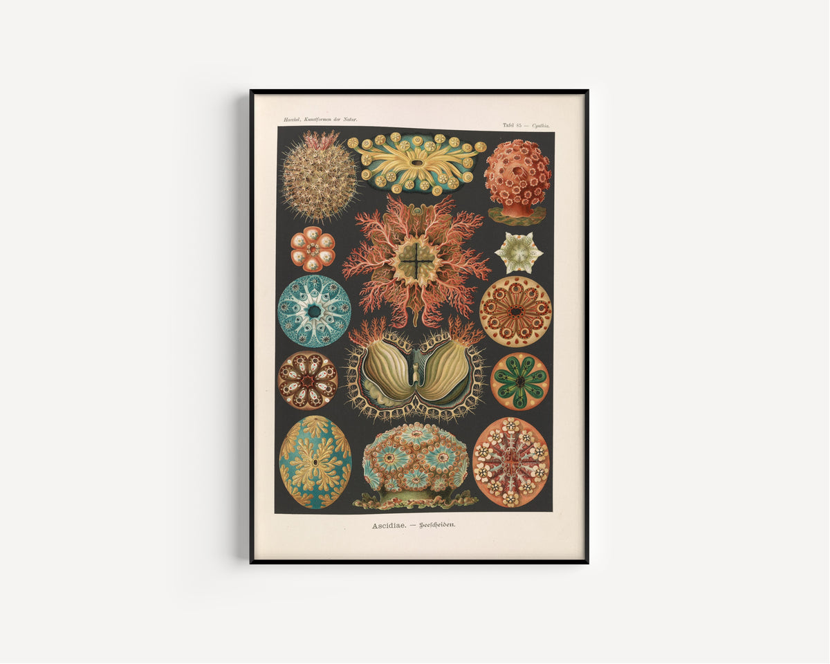 Ernst Haeckel — Kunstformen der Natur, Plate 85: Ascidiae | Scientific Illustration Print