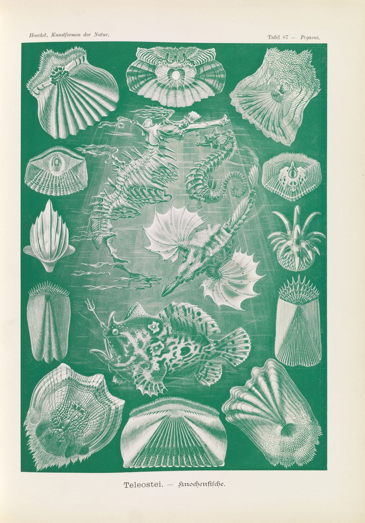 Ernst Haeckel — Kunstformen der Natur, Plate 87: Teleostei | Scientific Illustration Print