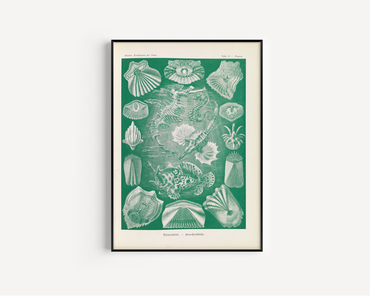 Ernst Haeckel — Kunstformen der Natur, Plate 87: Teleostei | Scientific Illustration Print