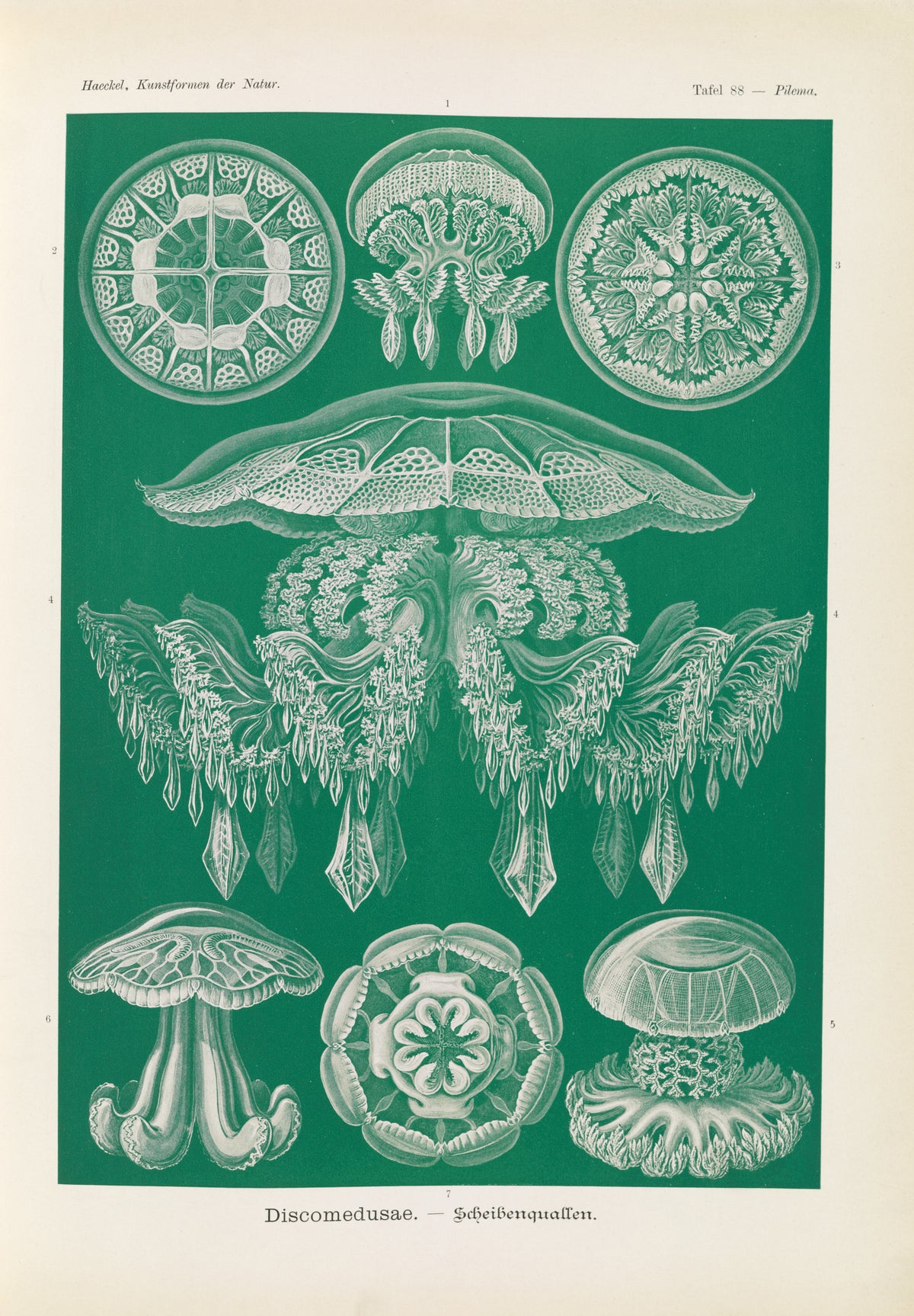Ernst Haeckel — Kunstformen der Natur, Plate 88: Discomedusae | Scientific Illustration Print