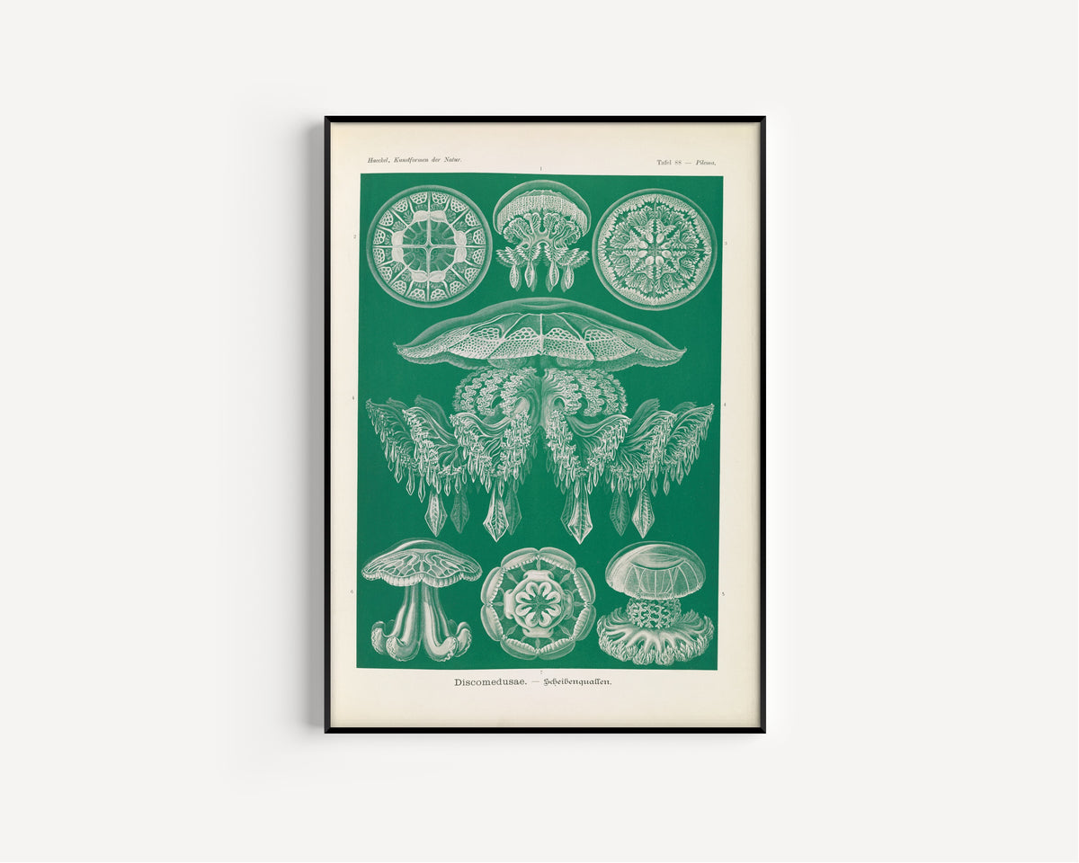 Ernst Haeckel — Kunstformen der Natur, Plate 88: Discomedusae | Scientific Illustration Print