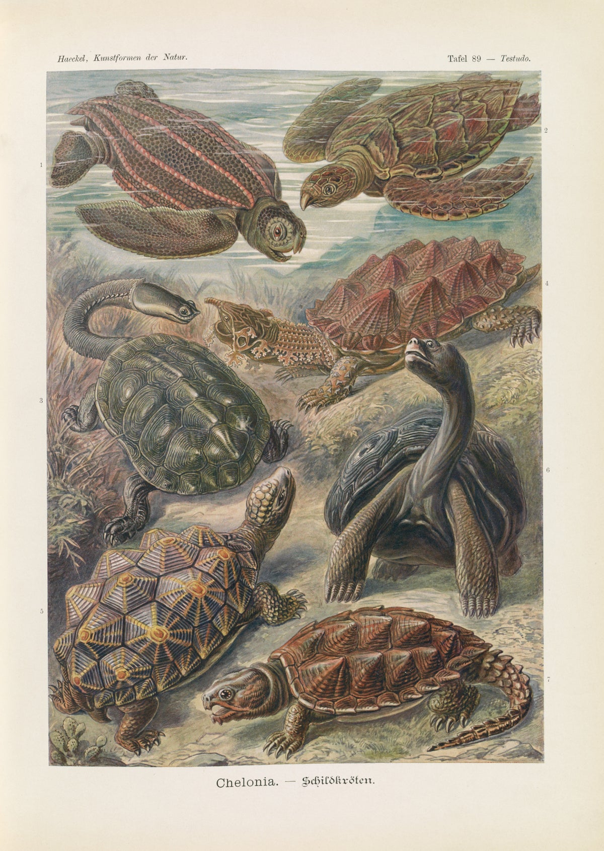 Ernst Haeckel — Kunstformen der Natur, Plate 89: Chelonia | Scientific Illustration Print