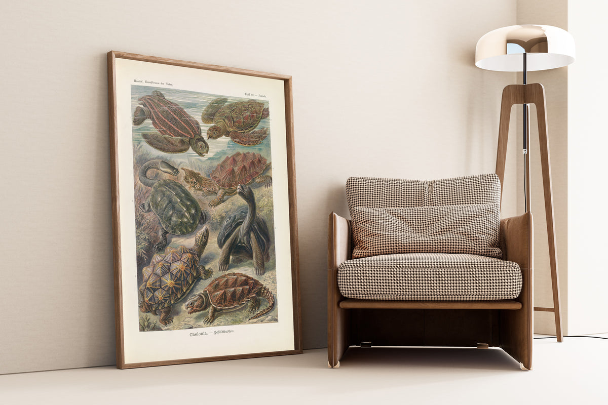 Ernst Haeckel — Kunstformen der Natur, Plate 89: Chelonia | Scientific Illustration Print